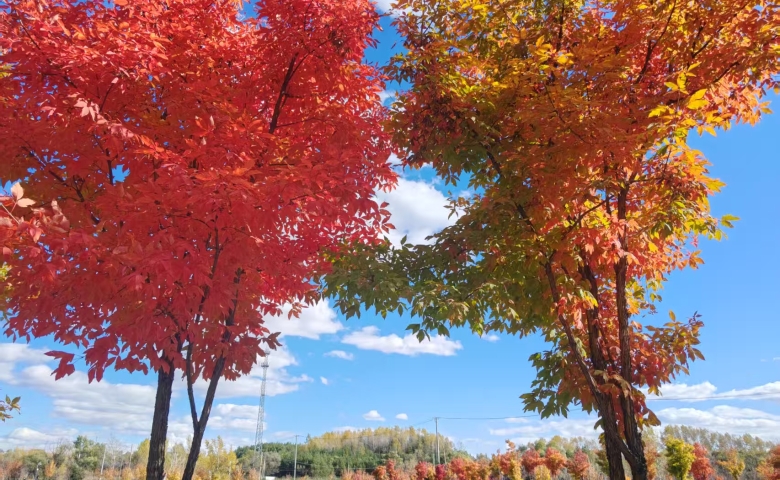 枫叶之恋 东山健身公园